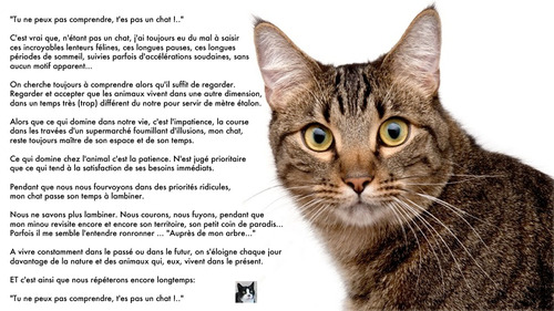 Tu ne peux pas comprendre, t'es pas un chat