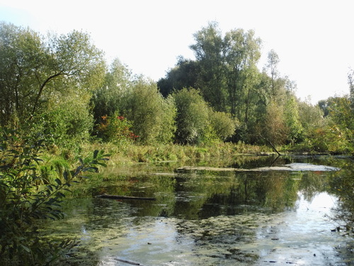 Base des près du hem(11octobre2014)