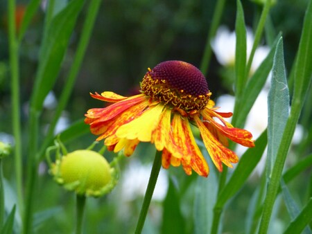 helenium "morheim beauty"