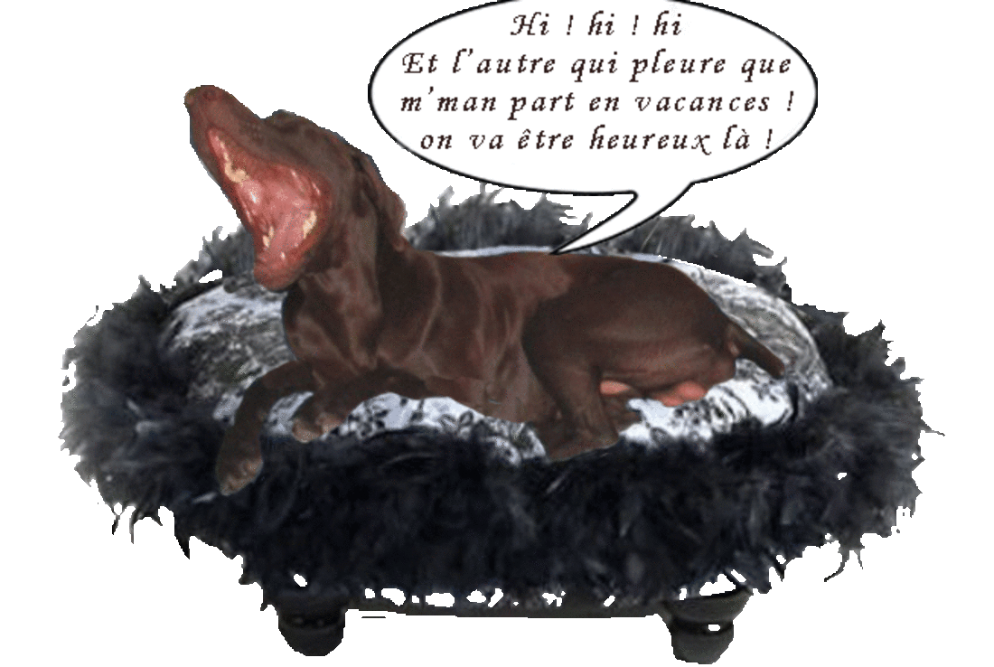 Créations drôles de mes chiens