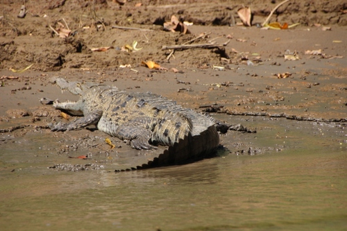 Crocodiles et caïmans