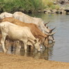 Bivouac au bord du fleuve Sénégal