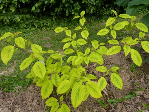 LES CORNUS