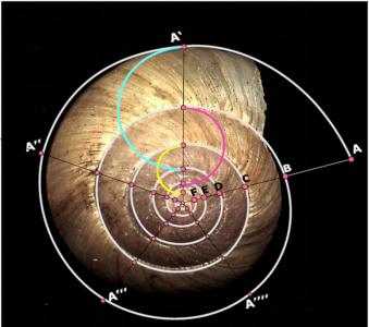 Le nombre d'Or, la suite de Fibonacci