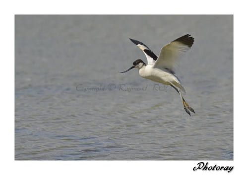 Avocette élégante