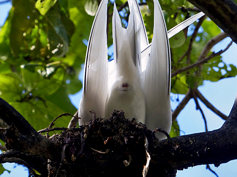 Animation gif : sternes Gygis blanches (sternes fées) in copula - Bird Island - Seychelles