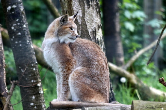 Lynx d'Europe du Nord