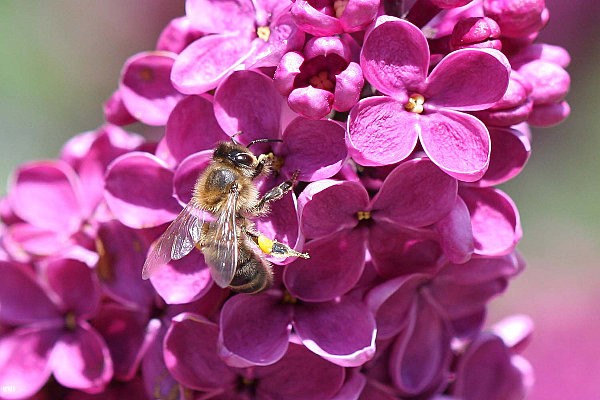 18avril2012 - feu - fleurs 039a