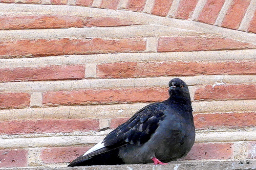 Un mur et des pigeons 