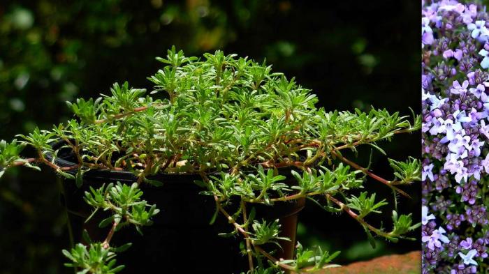 Les délicieuses herbes aromatiques et leurs vertus