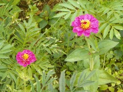 Photos de fleurs de notre île