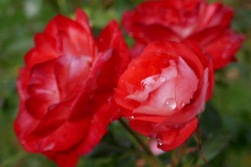 Le cartoscope du dimanche 7 novembre 2021