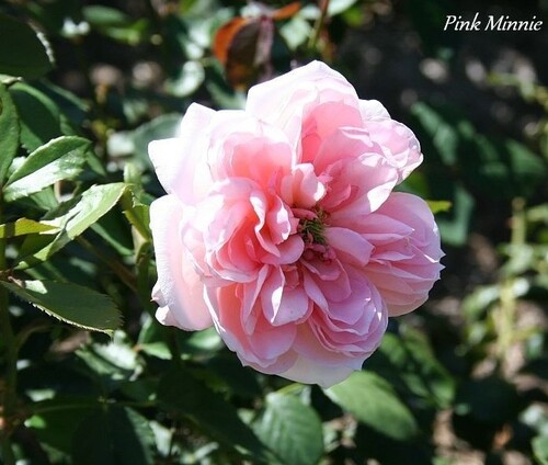 Les Roses de Warren : Pink Minnie