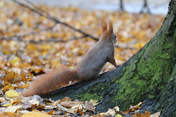 Les écureuils du parc Łazienki