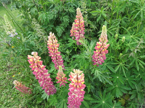 en Lozère