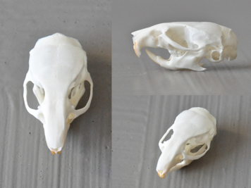 RÃ©sultat de recherche d'images pour "mice skulls"