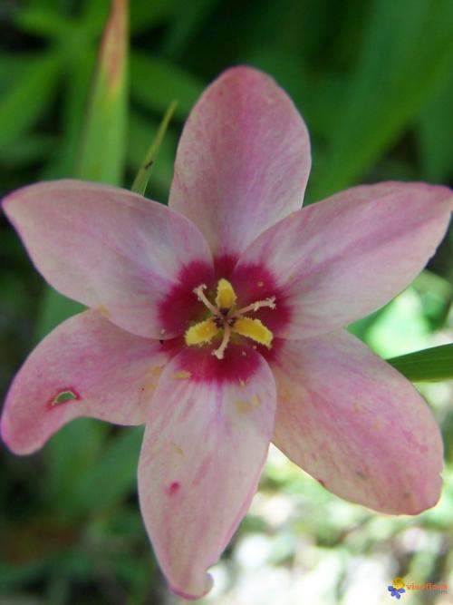 Fleurs cultivées : Ixia