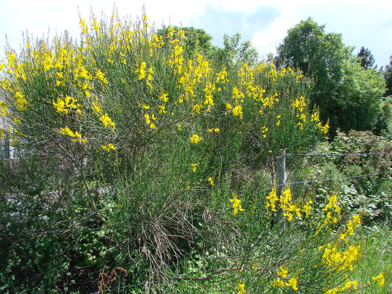 Le marais de Goulaine