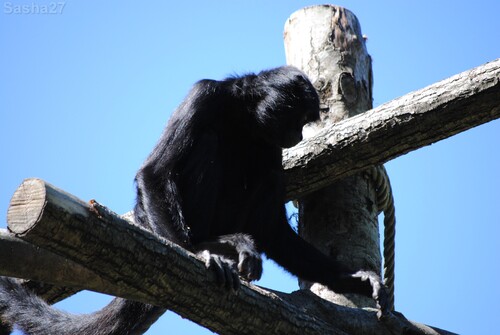 (17) L'atèle noir de Colombie.