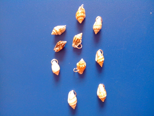 Petits coquillages percés avec anneaux