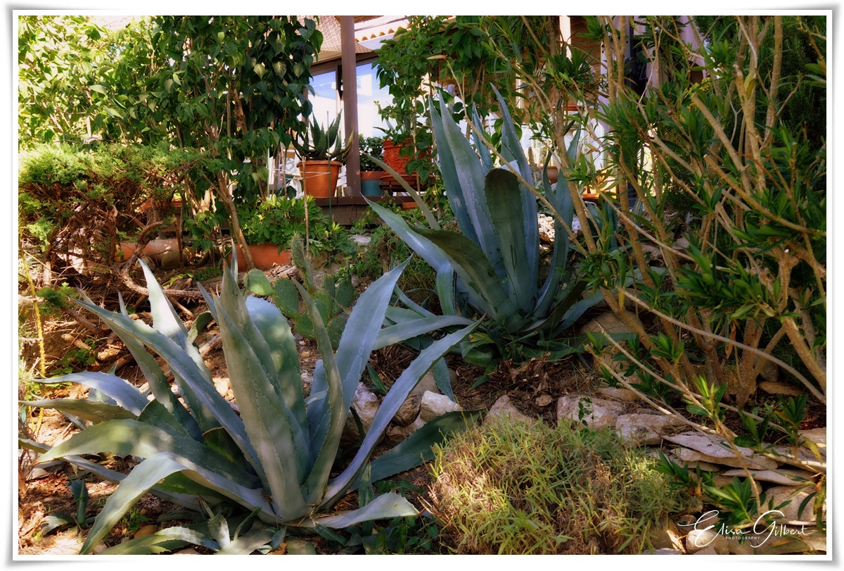 Irrésistible Alpes de Haute Provence