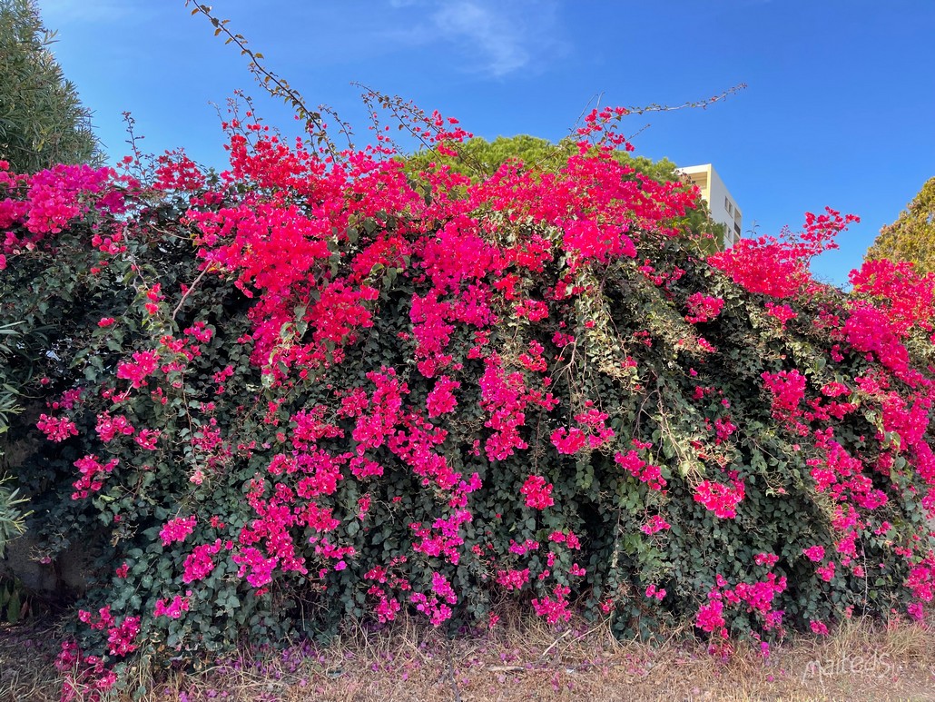 Bougainvillier - Bastia