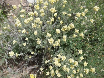 Touffes d'immortelles au bord du chemin