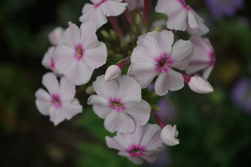 Couleurs d'octobre, les fleurs