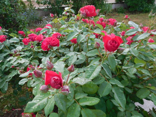 Les Roses de mon jardin.Juin 2021