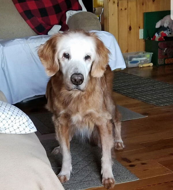 Un Golden Retriever fête ses 20 ans