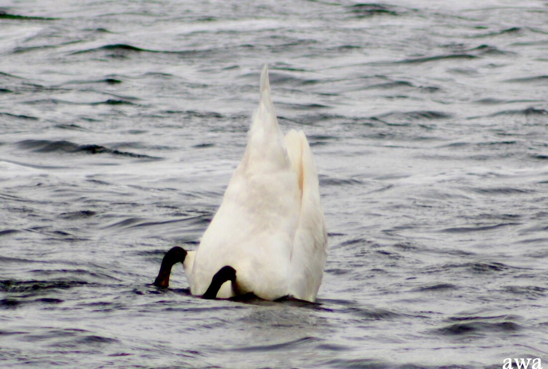 Après Lacanau océan, le lac, le 8 mars