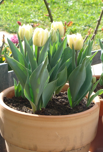 Tulipes