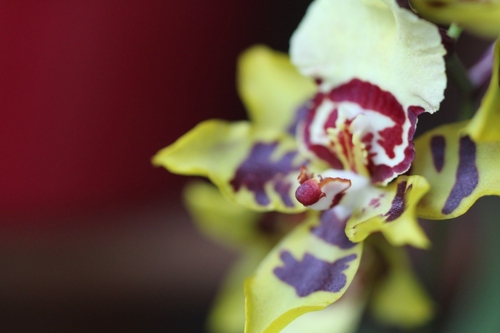 Nouvelle floraison du côté de mes orchidées
