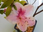 Identification par les fleurs !