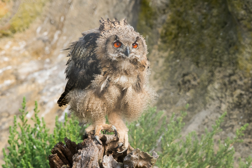 Bébé Hibou G.Duc