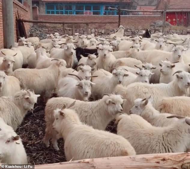 La pâteuse avide appartient à Li Fu, 27 ans, qui a grandi et vit dans un troupeau de 100 chèvres à Datong, dans la province du Shanxi, au nord-est de la Chine.