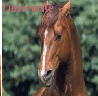 les expression du cheval