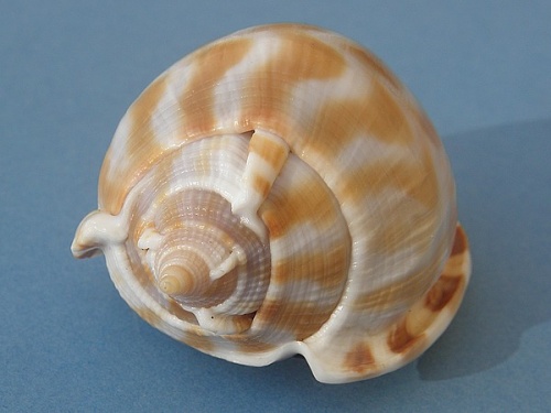 Phalium areola - (Linnaeus, 1758) KG8HR4d74I15PQYhRFSOePIlnNk