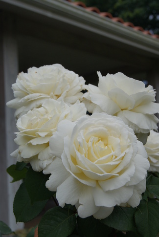 Rosier-tige à grandes fleurs blanches ' Jeanne Moreau ' de Meilland