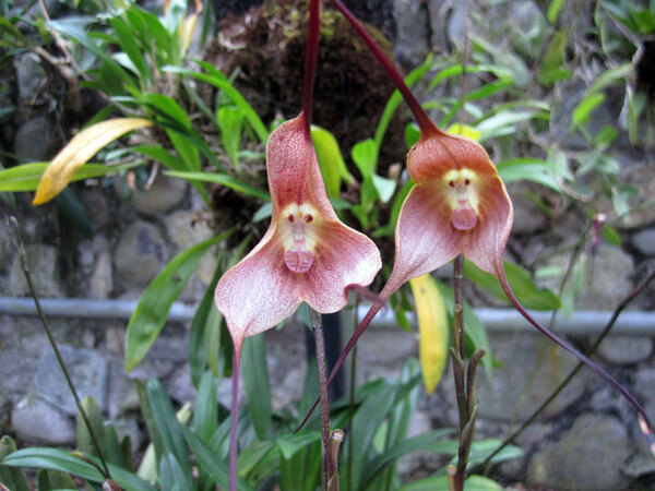 Fleurs étranges