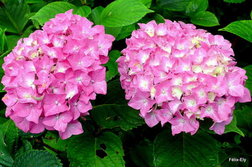 Les hortensias roses