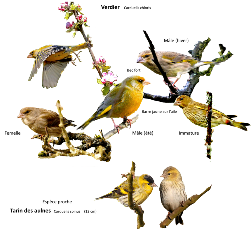 Portraits d'oiseaux (16): Le verdier (Carduelis chloris)