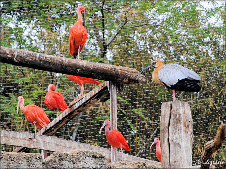 Photo Ibis rouge (Zoo de Doué la Fontaine)