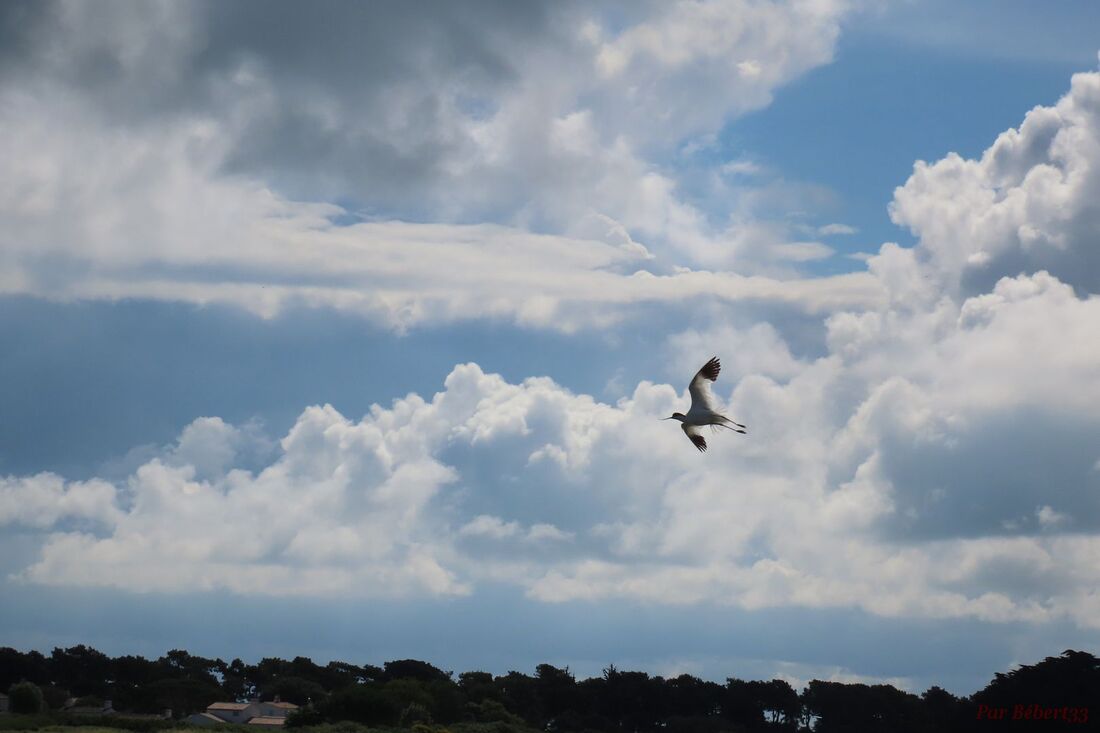 Sur l’île de Noirmoutier