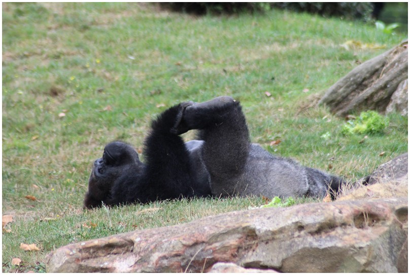 Au zoo de beauval-06-Le gorille