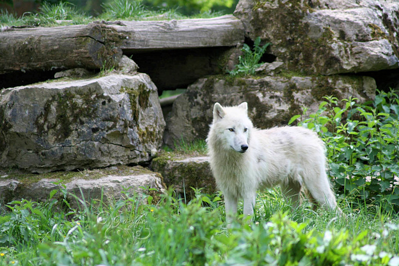 Parc de Sainte Croix