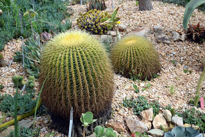 Blanes - Jardin Marimortra - Cactus