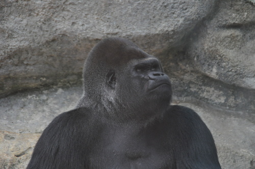 Ma journée au Zoo de Beauval