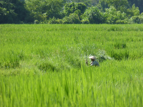 J10, Randonnée dans les rizières, Muang Ngoi, Laos