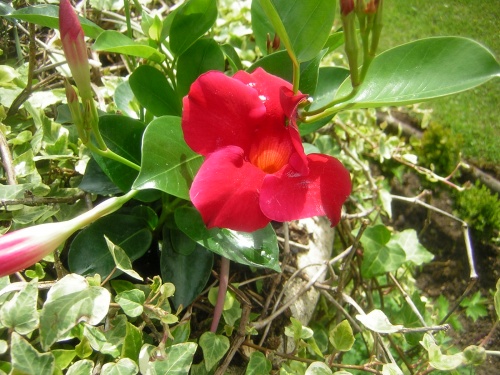 Fleurs de Beaugency  